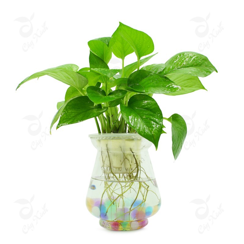 Cây vạn niên thanh thủy sinh
