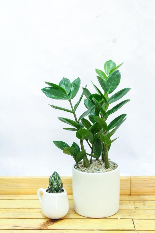 Cây kim tiền để bàn đẹp