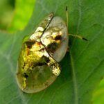 Bọ rùa vàng Charidotella sexpunctata với vẻ ngoài nổi bật và độc đáo