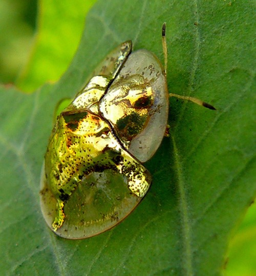 Bọ rùa vàng Charidotella sexpunctata với vẻ ngoài nổi bật và độc đáo