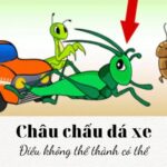 Ý nghĩa sâu sắc của câu tục ngữ nực cười châu chấu đá xe