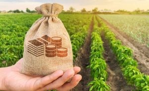 Đất nông nghiệp trồng lúa tại đồng bằng sông Cửu Long