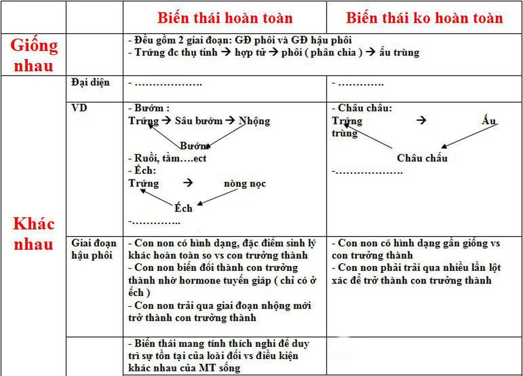 Ấu trùng muỗi (bọ gậy) trong môi trường nước, một giai đoạn trong quá trình biến thái hoàn toàn của muỗi