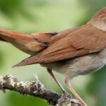 Hình ảnh minh họa một chú chim sẻ nhỏ, giúp trẻ em dễ dàng liên tưởng đến từ "bird" trong tiếng Anh.
