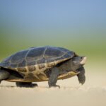 so sánh turtle tortoise terrapin