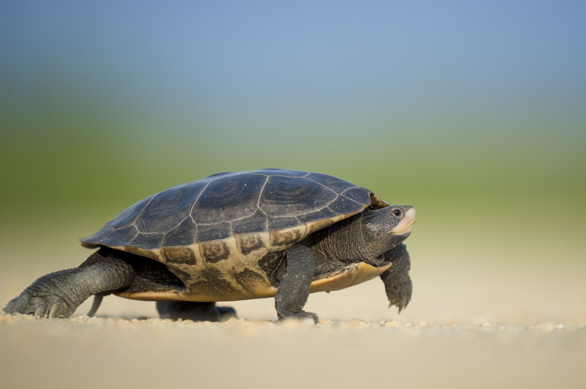 so sánh turtle tortoise terrapin