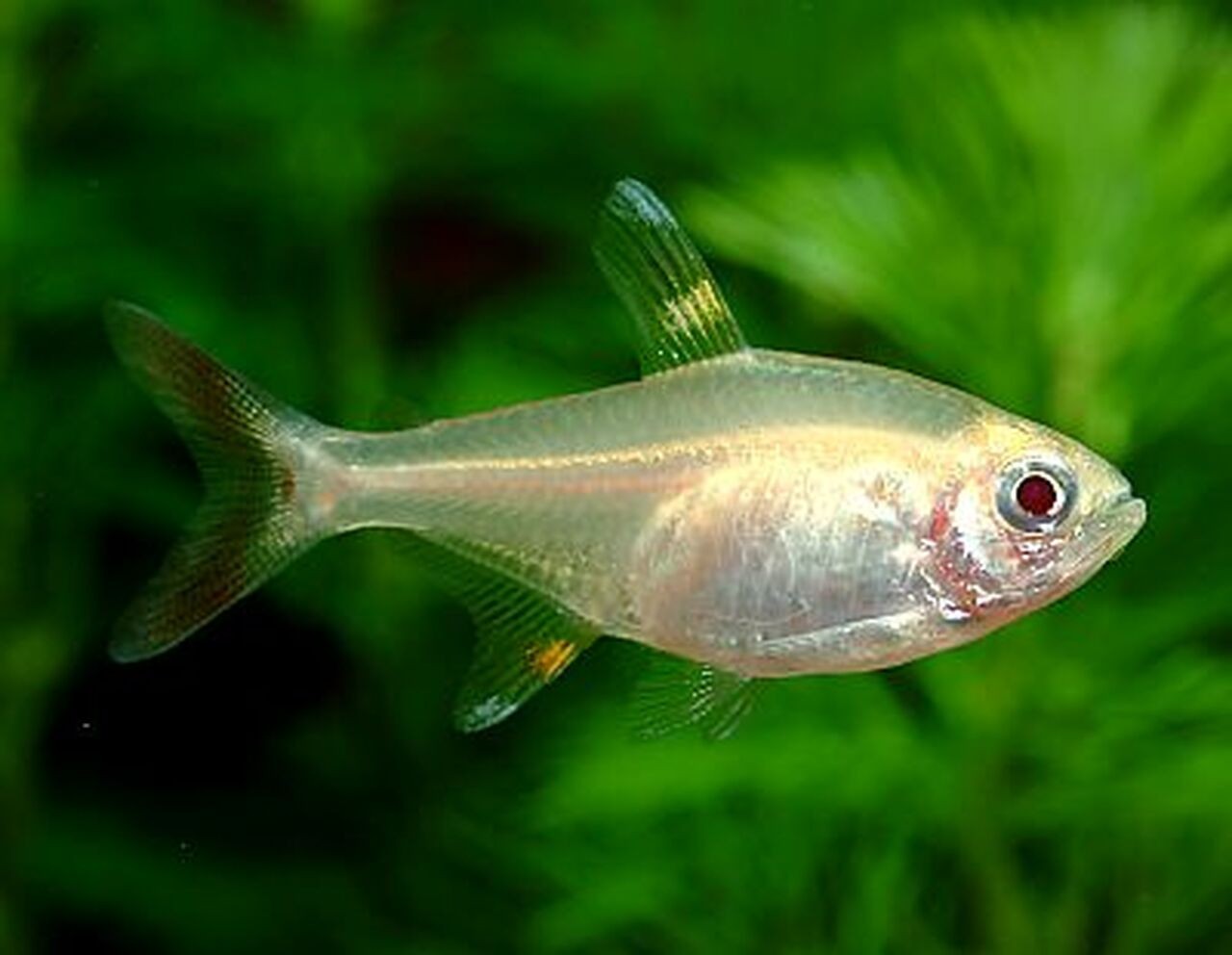 Cá X-quang Tetra với cơ thể trong suốt