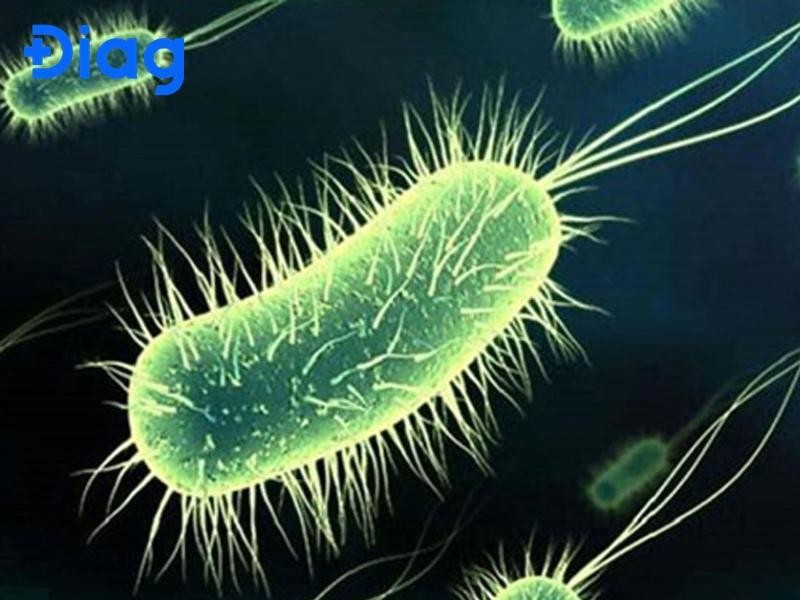 Hình ảnh minh họa các biến chứng do trùng kiết lỵ gây ra