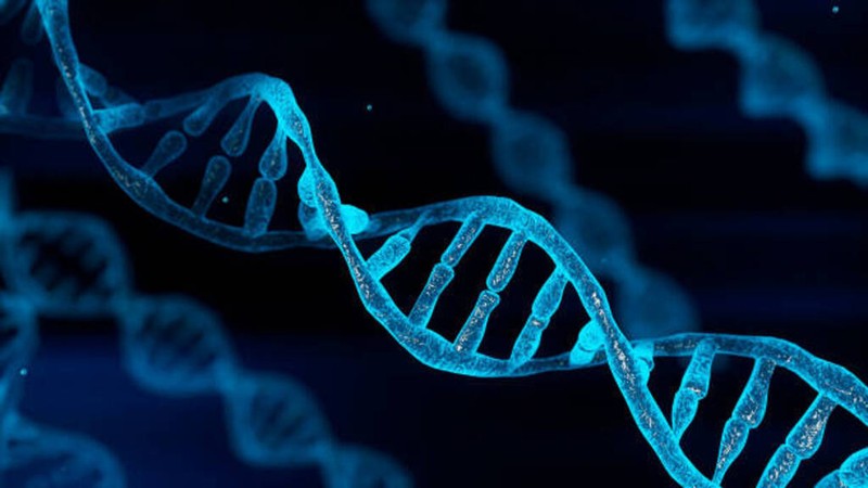 Cấu trúc DNA