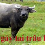 Hình ảnh minh họa thành ngữ đàn gảy tai trâu, người gảy đàn cho trâu