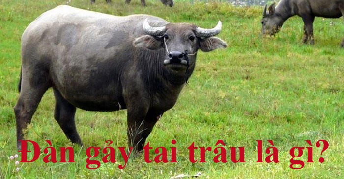 Hình ảnh minh họa thành ngữ đàn gảy tai trâu, người gảy đàn cho trâu
