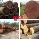 Bảng danh sách gỗ nhóm 2 đầy đủ nhất tại Việt Nam, bao gồm cẩm xe, da đá, dầu đen và nhiều loại khác
