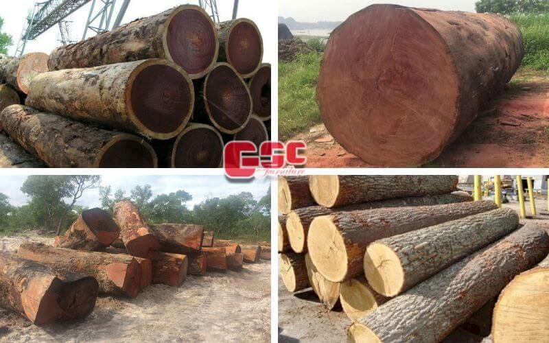 Bảng danh sách gỗ nhóm 2 đầy đủ nhất tại Việt Nam, bao gồm cẩm xe, da đá, dầu đen và nhiều loại khác