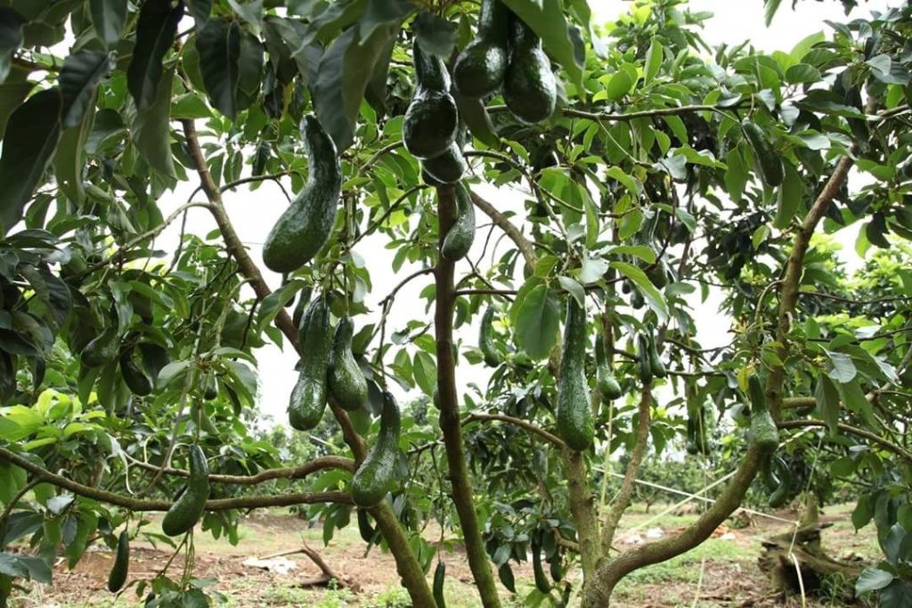 Cây bời lời