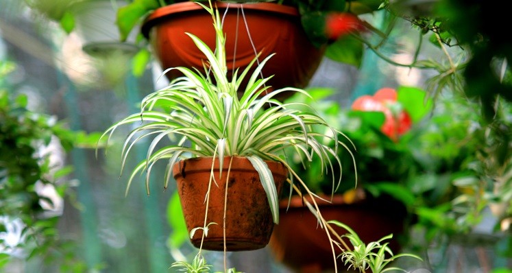 Cây lục thảo