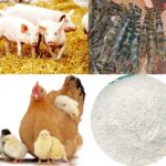 Tinh Chất Lý Hóa Của Dicanxi Photphat (CaHPO4)
