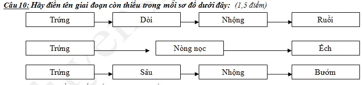 Phân loại cơ quan sinh sản của thực vật có hoa