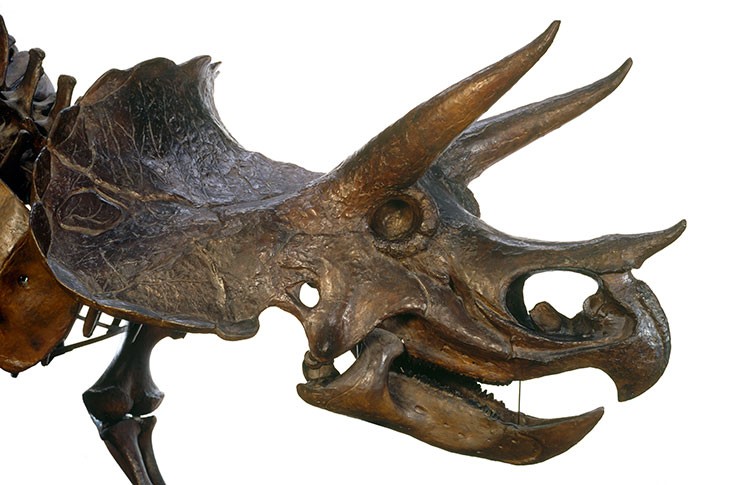 Bộ xương Triceratops, một trong những loài khủng long cuối cùng sống trên Trái Đất.