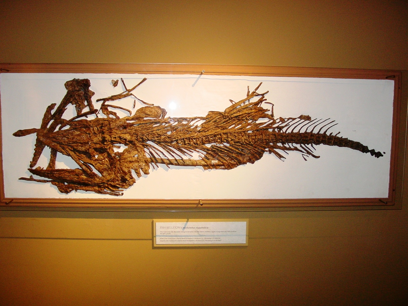 Big fish skeleton with a squid pen in its gullet. Specimen on display in the Museum at the University of Colorado, Boulder