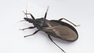 Cận cảnh bọ sát thủ, kẻ gây ra bệnh Chagas nguy hiểm