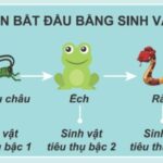 Một con bò đang gặm cỏ, thể hiện vai trò của sinh vật tiêu thụ bậc 1 trong việc chuyển hóa năng lượng từ thực vật.