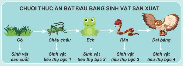 Một con bò đang gặm cỏ, thể hiện vai trò của sinh vật tiêu thụ bậc 1 trong việc chuyển hóa năng lượng từ thực vật.