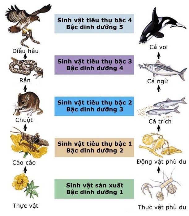 Tháp sinh thái thể hiện mối quan hệ giữa các bậc dinh dưỡng, trong đó sinh vật tiêu thụ bậc 1 chiếm một vị trí quan trọng.