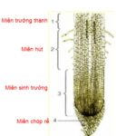 Cấu tạo cơ bản của rễ cây với các miền chức năng khác nhau, minh họa sự hấp thụ nước và muối khoáng