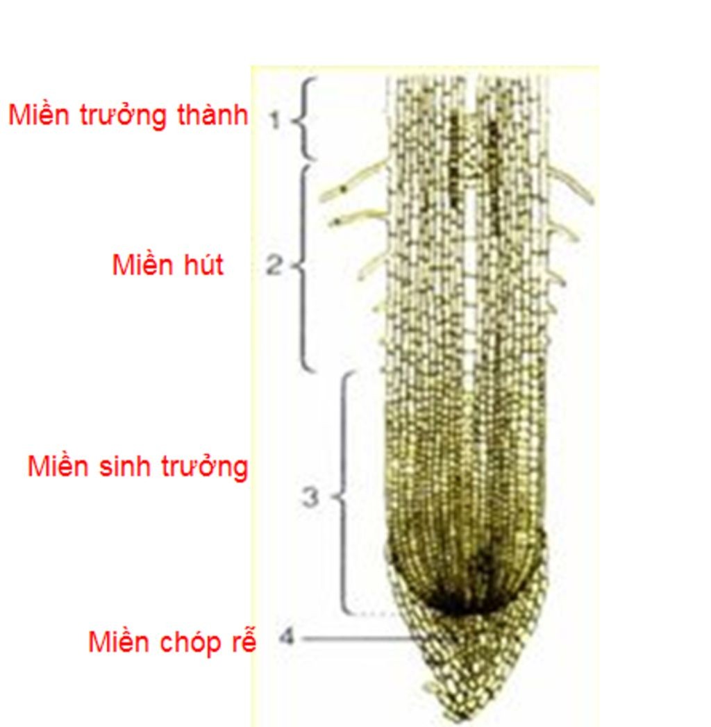 Cấu tạo cơ bản của rễ cây với các miền chức năng khác nhau, minh họa sự hấp thụ nước và muối khoáng