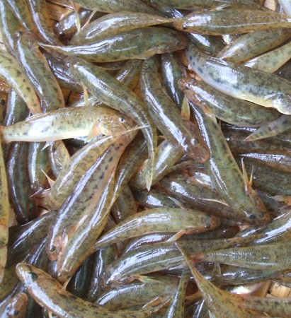 Cá bống vân mây chứa độc tố tetrodotoxin tương tự cá nóc