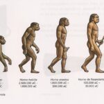 Vượn người phương Nam (Australopithecus)