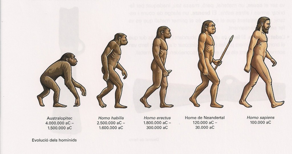 Vượn người phương Nam (Australopithecus)