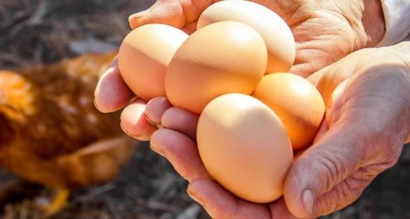 Gà mái có thể đẻ 200 đến 250 quả trứng một năm