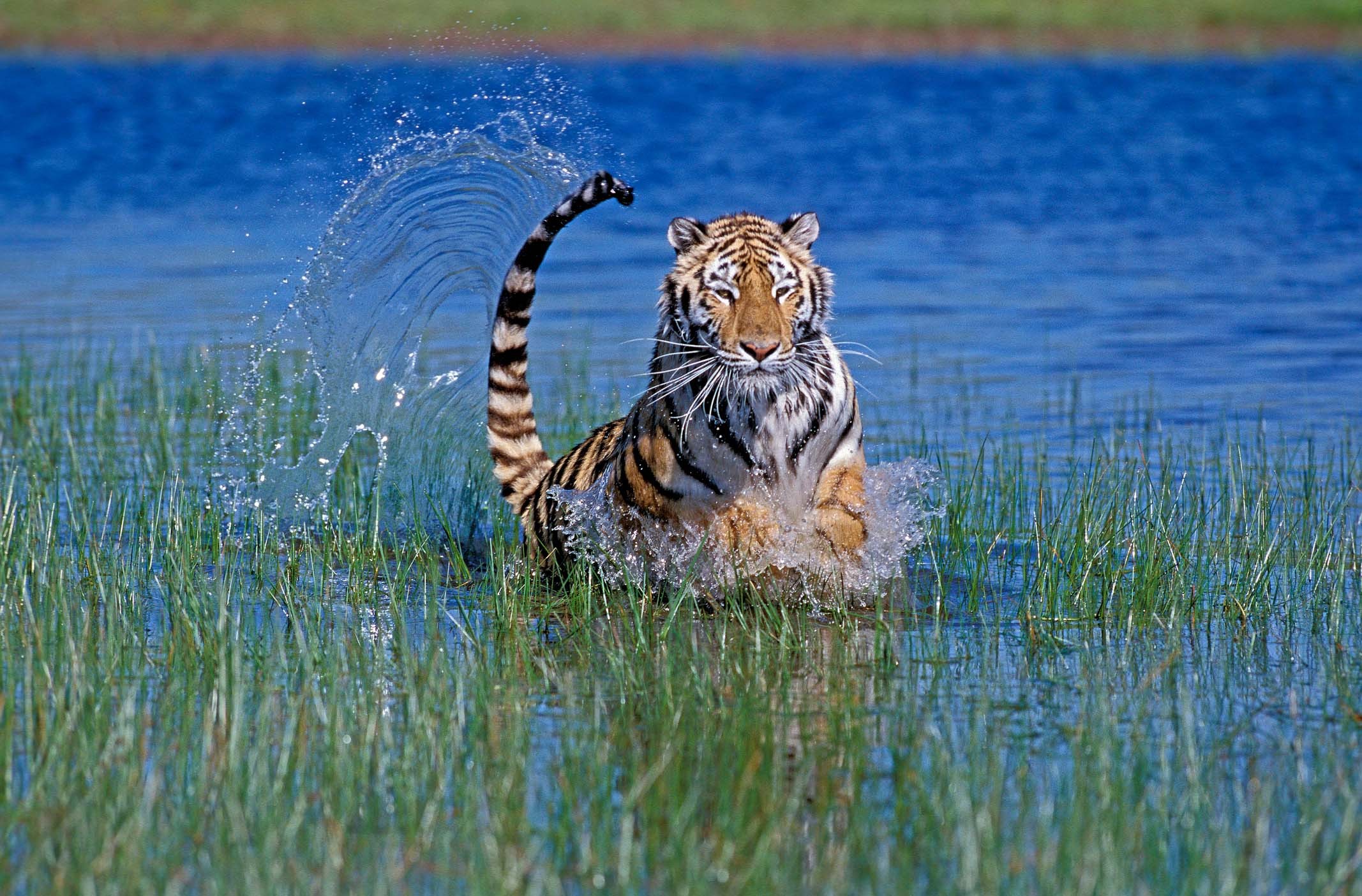 Một con hổ đang chạy trong nước