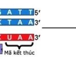 Cấu trúc xoắn kép DNA