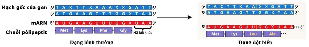 Cấu trúc xoắn kép DNA
