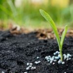 Phân hữu cơ vi sinh từ phân bò giúp cải tạo đất, tăng độ phì nhiêu, và cung cấp dinh dưỡng cho cây trồng một cách tự nhiên
