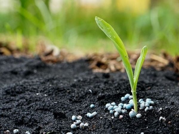 Phân hữu cơ vi sinh từ phân bò giúp cải tạo đất, tăng độ phì nhiêu, và cung cấp dinh dưỡng cho cây trồng một cách tự nhiên