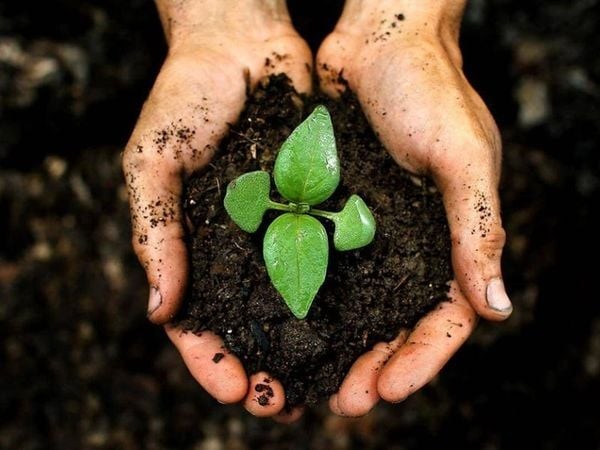 Hướng dẫn bón phân hữu cơ vi sinh đúng cách để cây trồng phát triển khỏe mạnh và đạt năng suất cao