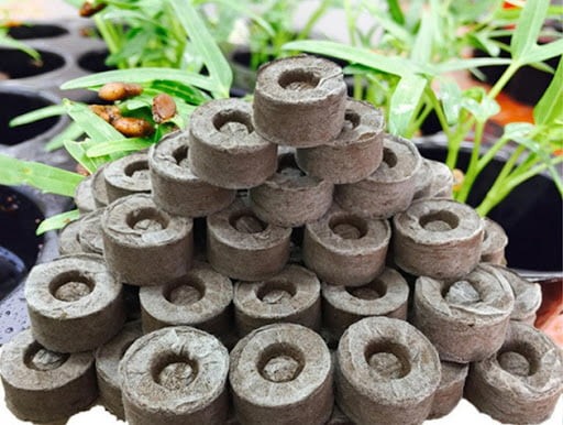 Giá thể thủy canh giúp cây bám rễ và sinh trưởng