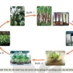 Mục đích của nhân giống cây trồng là gì?