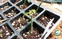 Cành giâm các loại cây trồng khác nhau