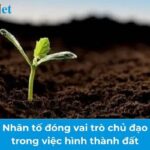 Rễ cây