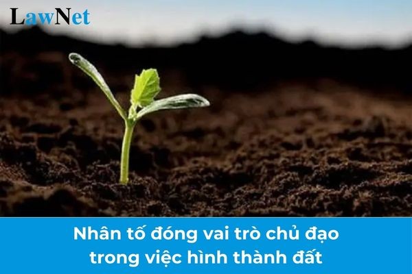 Rễ cây