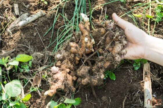 So sánh đặc điểm giữa giống thuần chủng và giống lai, thể hiện sự khác biệt về tính ổn định và khả năng thích ứng