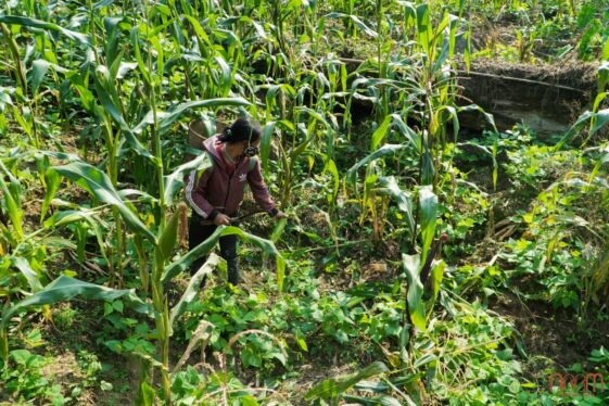 Hạt giống thuần chủng quý hiếm được thu thập thủ công từ các vùng nông thôn sâu
