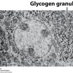 Mô tả cấu trúc glycogen trong tế bào gan