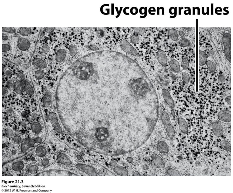 Mô tả cấu trúc glycogen trong tế bào gan