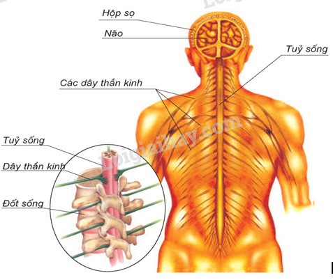 Bảo vệ cơ quan thần kinh