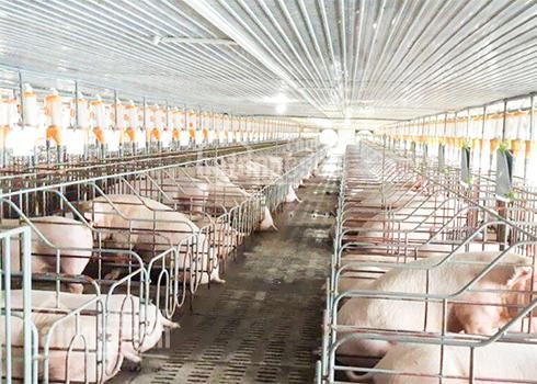 Chuyển dịch cơ cấu đàn vật nuôi giúp nâng cao hiệu quả kinh tế và đáp ứng nhu cầu thị trường